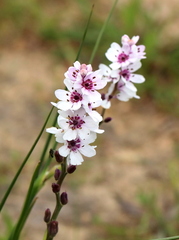 Wurmbea stricta