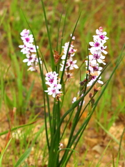 Wurmbea stricta