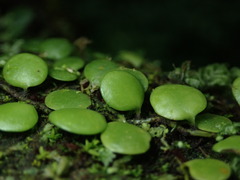 Lemmaphyllum microphyllum