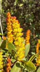 Colliguaja odorifera