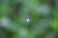 Eriovixia