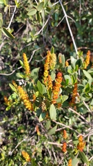 Colliguaja odorifera