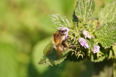 Bombus pascuorum