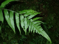 Diplazium dilatatum