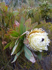 Protea magnifica
