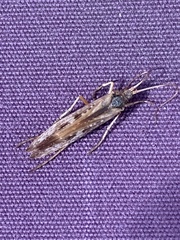 Limnephilus