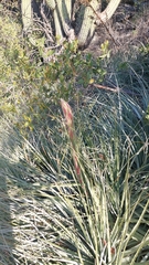 Puya coerulea