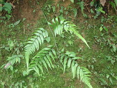 Diplazium dilatatum