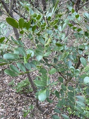 Dermatophyllum secundiflorum