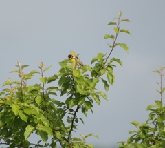 Emberiza aureola