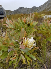 Protea magnifica