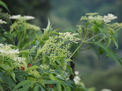 Sambucus javanica