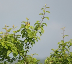 Emberiza aureola