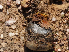 Pisolithus arhizus