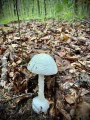 Amanita cokeri