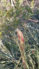 Puya coerulea