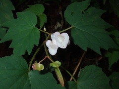 Begonia palmata