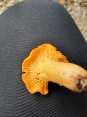 Cantharellus cibarius