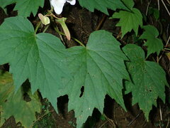 Begonia palmata