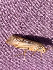 Limnephilus