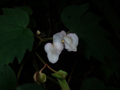 Begonia palmata