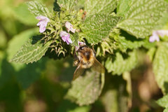 Bombus pascuorum