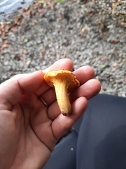 Cantharellus cibarius