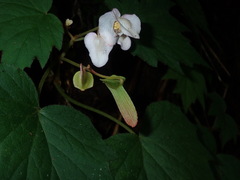 Begonia palmata
