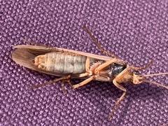 Limnephilus