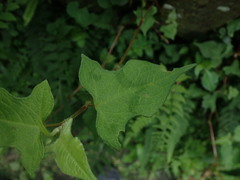 Persicaria biconvexa