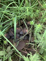Lyophyllum decastes
