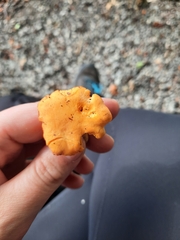 Cantharellus cibarius