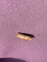 Limnephilus