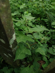 Persicaria biconvexa