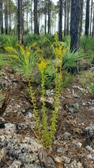 Solidago odora