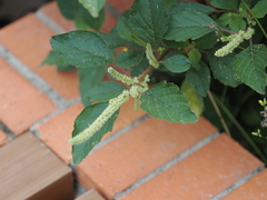 Amaranthus viridis