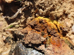 Pisolithus arhizus