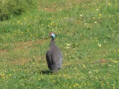 Numida meleagris coronatus