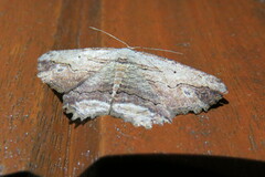 Menophra abruptaria