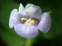 Bonnaya ruelloides