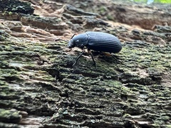 Haplandrus fulvipes