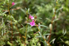 Impatiens chinensis