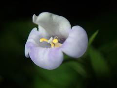 Bonnaya ruelloides