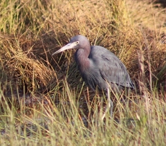 Egretta caerulea