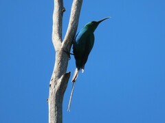 Nectarinia famosa famosa