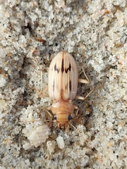 Eurynebria complanata