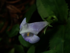 Bonnaya ruelloides