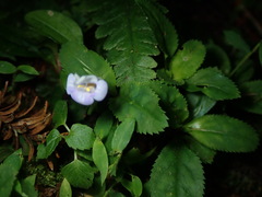 Bonnaya ruelloides