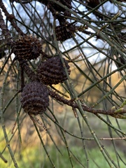 Allocasuarina