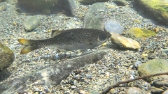 Kuhlia marginata